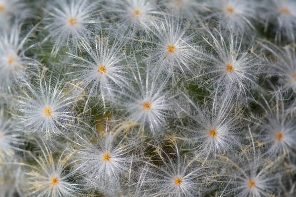 Sfondo cactus ornamentale — Foto Stock