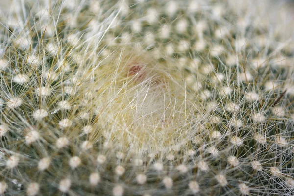 Ornamental cactus background — Stock Photo, Image