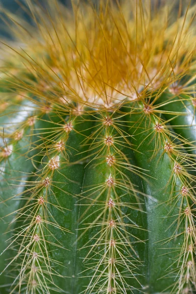 Ornamental cactus background — Stock Photo, Image