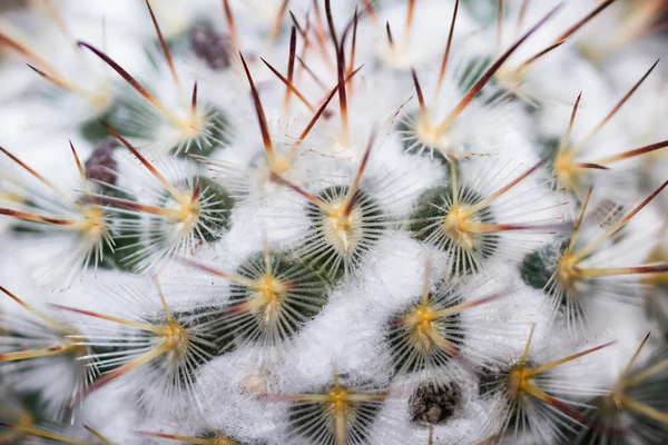 Sfondo cactus ornamentale — Foto Stock