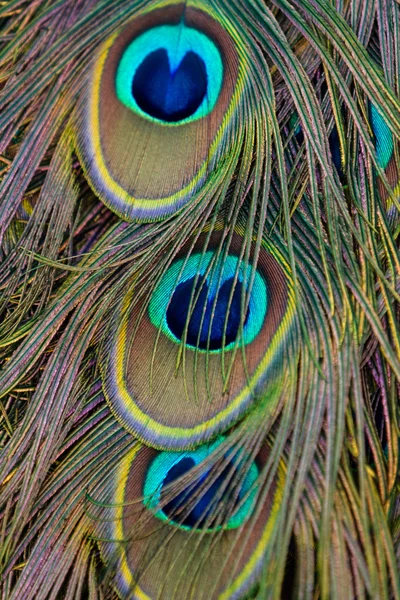 Peacock feathers — Stock Photo, Image