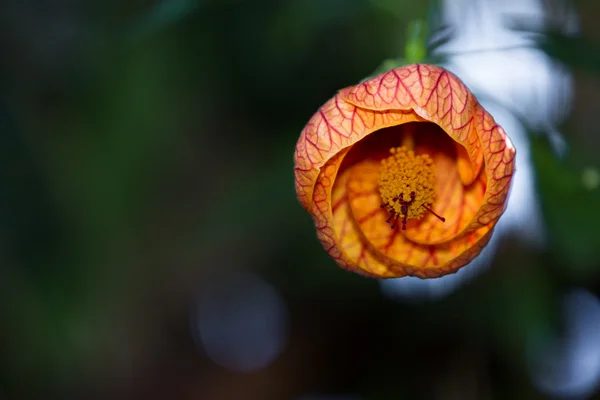 Orange bell flower — Stock Photo, Image