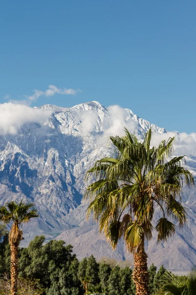 Invernaderos en California — Foto de Stock