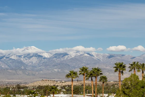 Wintering in California — Stock Photo, Image