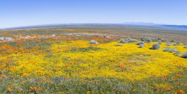 California haşhaş - Eschscholzia californica