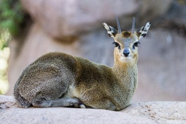 Killspringer - oreotragus oreotragus)