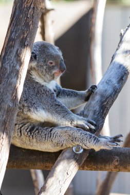 Koala - phascolarctos cinereus  clipart