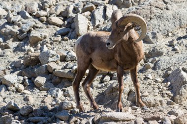 Bighorn koyun - Ovis canadensis nelsoni