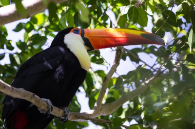 Toco Toucan - ramphastos toco 