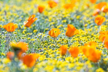 California haşhaş - Eschscholzia californica