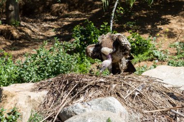 Akbaba iç içe geçirme 