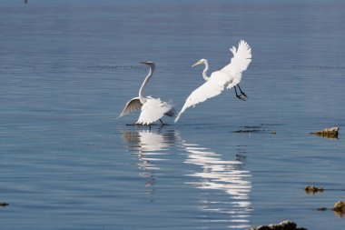Büyük Egret (ardea alba)