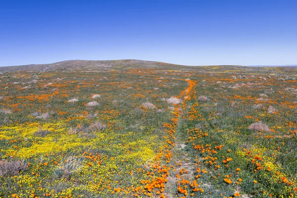 California Poppies -Eschscholzia californica — Stock Photo, Image