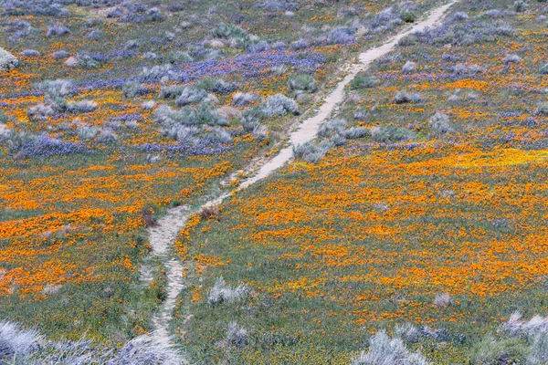 加州罂粟花-Eschscholzia 夜蛾 — 图库照片