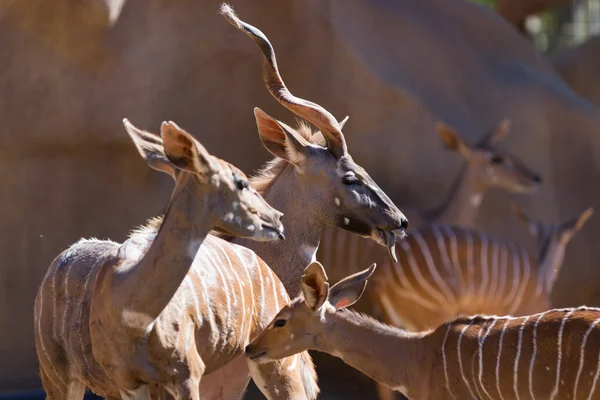 Greater kudu — Stock Photo, Image