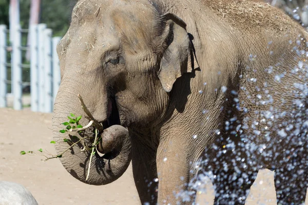 Asiatisk elefant — Stockfoto