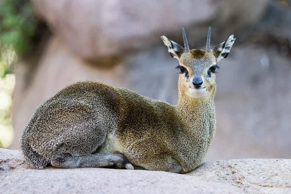 Klipspringer - Oreotragus oreotragus) — стокове фото