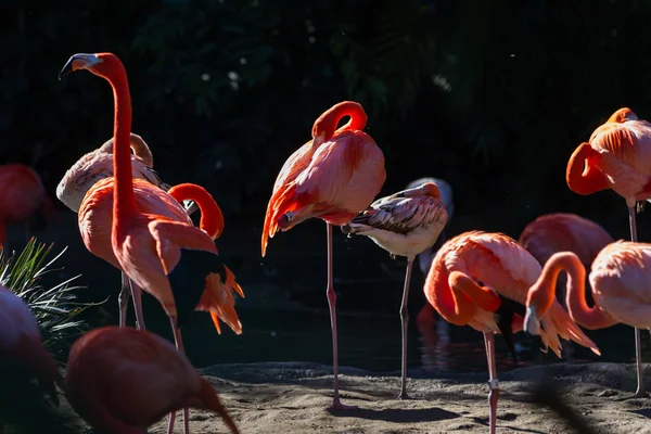American Flamingo - phoenicopterus ruber — Stock Photo, Image