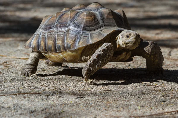 Κεντρίσει χελώνα - Geochelone sulcat — Φωτογραφία Αρχείου