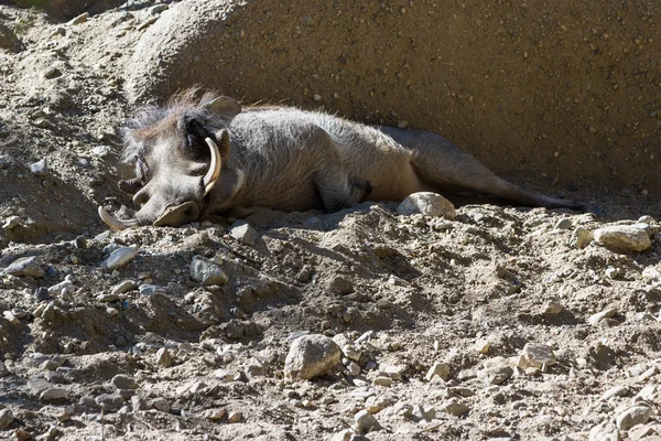 Warthog - phacochoerus africanus — Stock Photo, Image