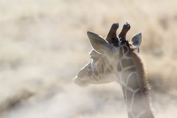 Reticulated Giraffe — Stock Photo, Image