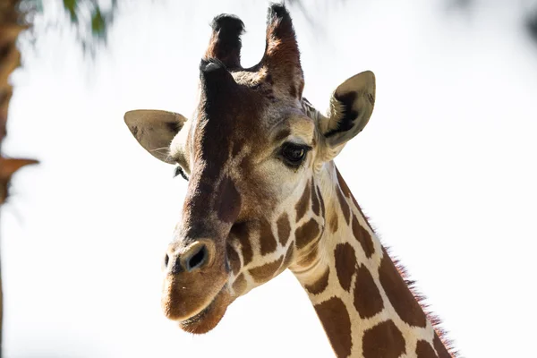 Сітчасті Giraffe — стокове фото