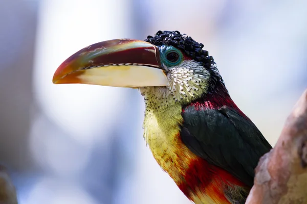 Aracari-de-crista-rosada (Pteroglossus beauharnaesii ) — Fotografia de Stock