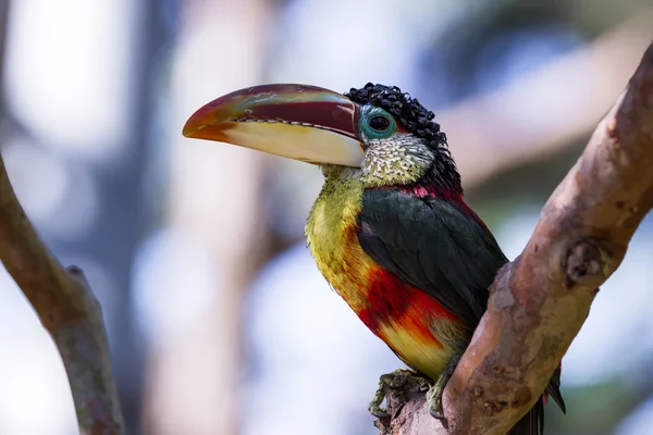 Aracari de cresta rizada (Pteroglossus beauharnaesii ) — Foto de Stock