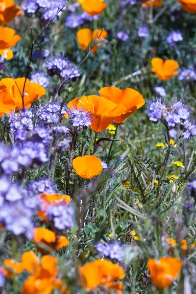 Californië Poppies - Eschscholzia californica — Stockfoto