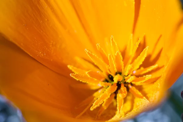 California Poppy close up — Stock Photo, Image