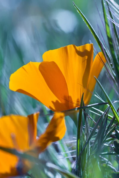 California Papavero Close Up — Foto Stock