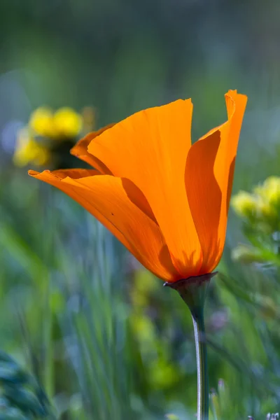 California Papavero Close Up — Foto Stock