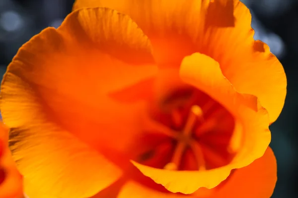 California Poppy close up — Stock Photo, Image