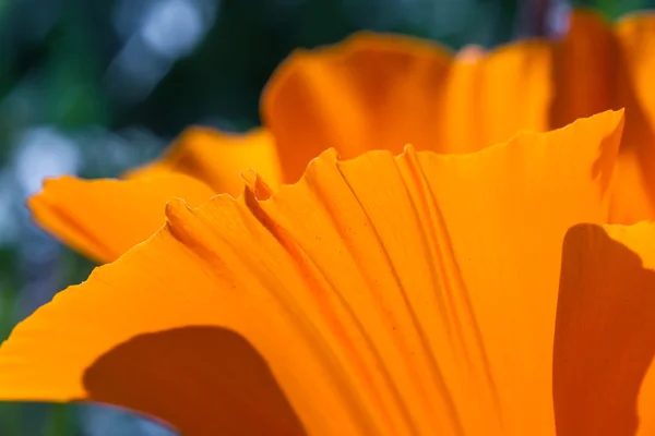 California Poppy close up — Stock Photo, Image