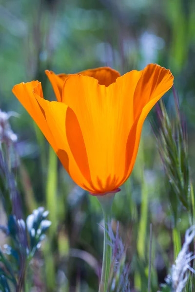 California poppy close-up — Stockfoto