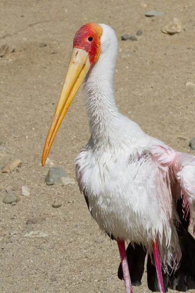 Yellow-billed stork ( Mycteria ibis) — Stock Photo, Image