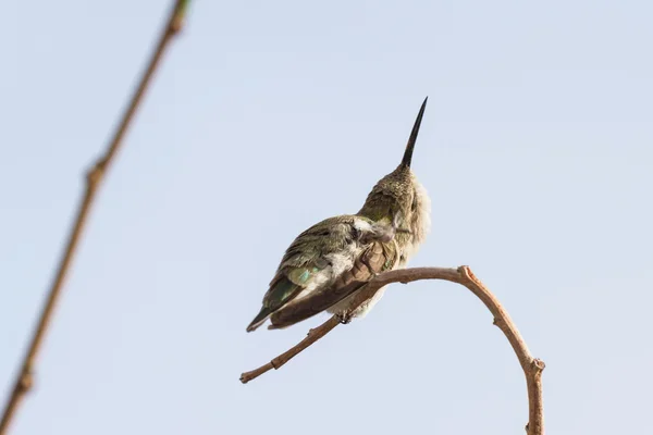 여성 블랙 chinned 벌 새 — 스톡 사진