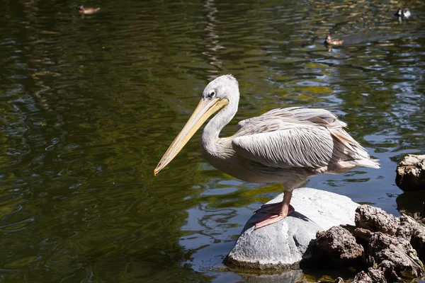 Pelican - Pelecanidae — Stock Photo, Image