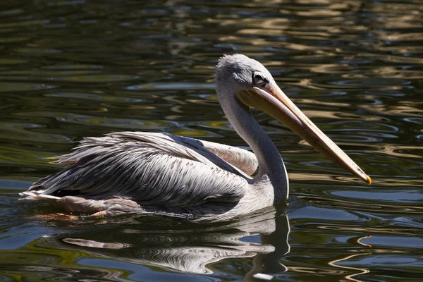 Pelican - Pelecanidae — Stock Photo, Image