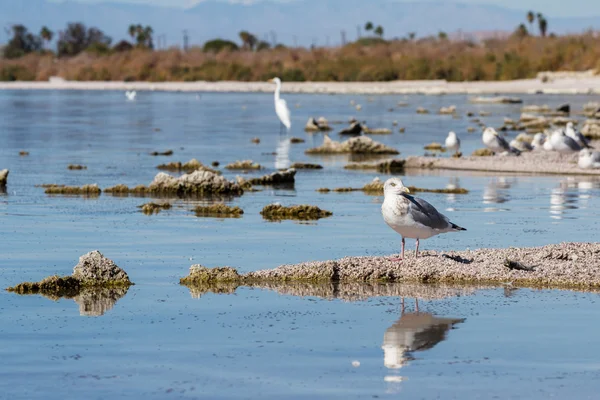 Oiseaux dans la mer de Salton — Photo