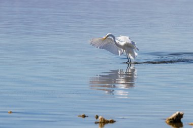 Büyük Egret (ardea alba)