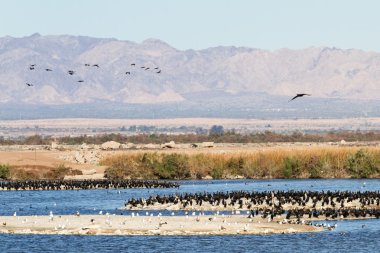 Kulaklı dalgıç, Salton Denizi, Kaliforniya