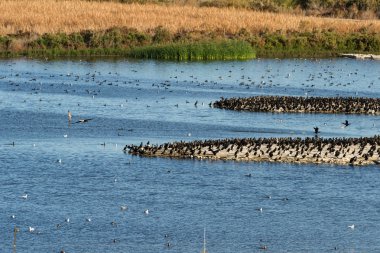Kulaklı dalgıç, Salton Denizi, Kaliforniya