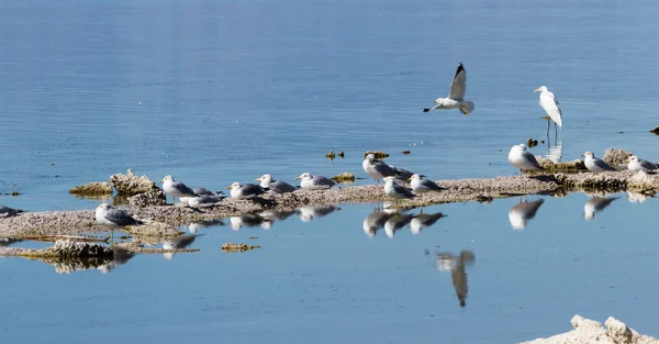 Aves en el Mar de Salton — Foto de Stock