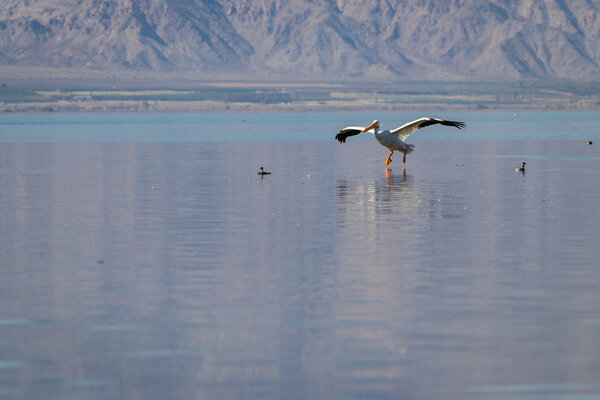 Американский белый пеликан (Pelecanus erythrorhynchos)