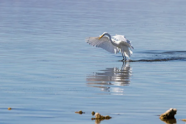 Żołędzie (ardea alba)) — Zdjęcie stockowe