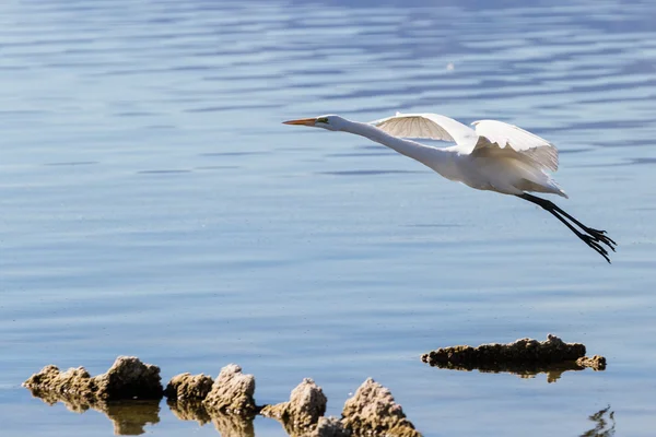 Gran Garza (ardea alba) — Foto de Stock