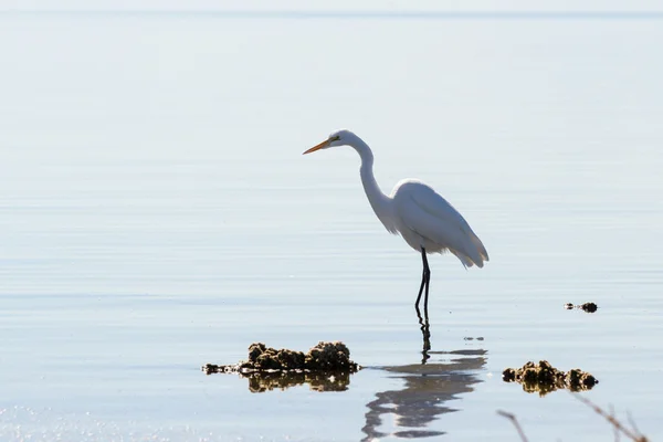 Gran Garza (ardea alba) —  Fotos de Stock