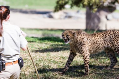 Çita - acinonyx jubatus