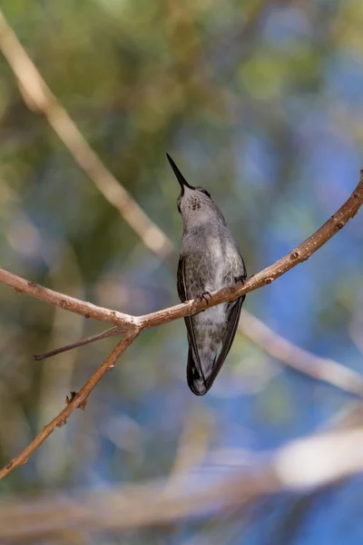 Kvinnliga Svarthakad hummingbird — Stockfoto